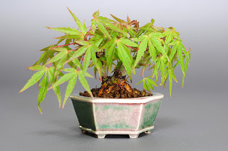 オリヒメモミジB（織姫もみじ盆栽）Acer palmatum subsp. matsumurae bonsai