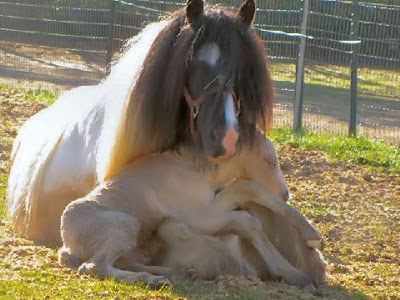 baby horse in mother's lap