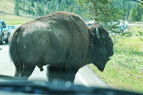 Yellowstone National Park Buffalo from www.traceeorman.com