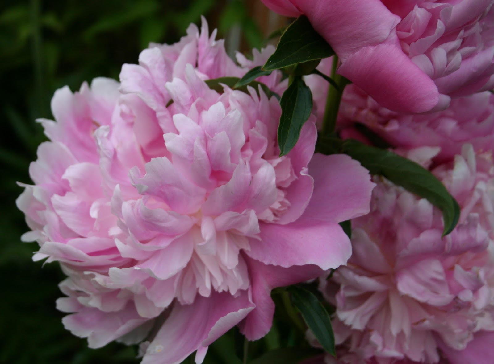 Early Peonies For Spring Arrangements Extra Long Lasting In The Vase