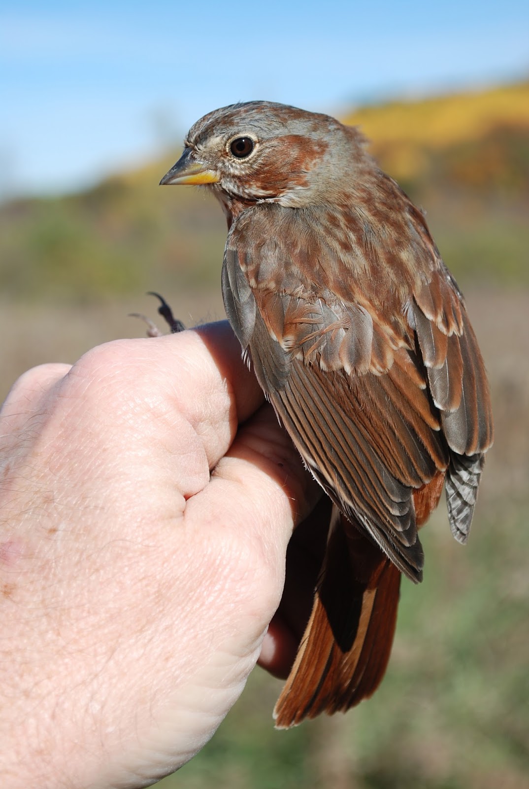 Minnesota Birdnerd Warm Autumn Keeps Birds Around