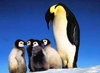 pingwiny1