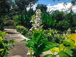 Fresh Atmosphere In Garden With White Tiny Flowers Red Spots Plants