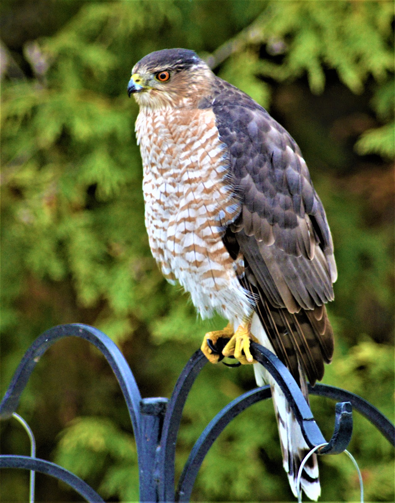 Camera on King & Aurora Cooper's Hawk (Accipiter cooperii)