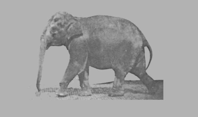 Gedichte Und Zitate Fur Alle Gedichte Elefant