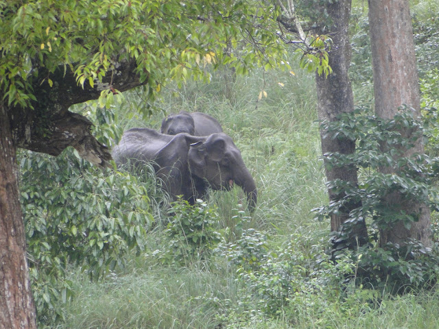 Wild elephants, K Gudi