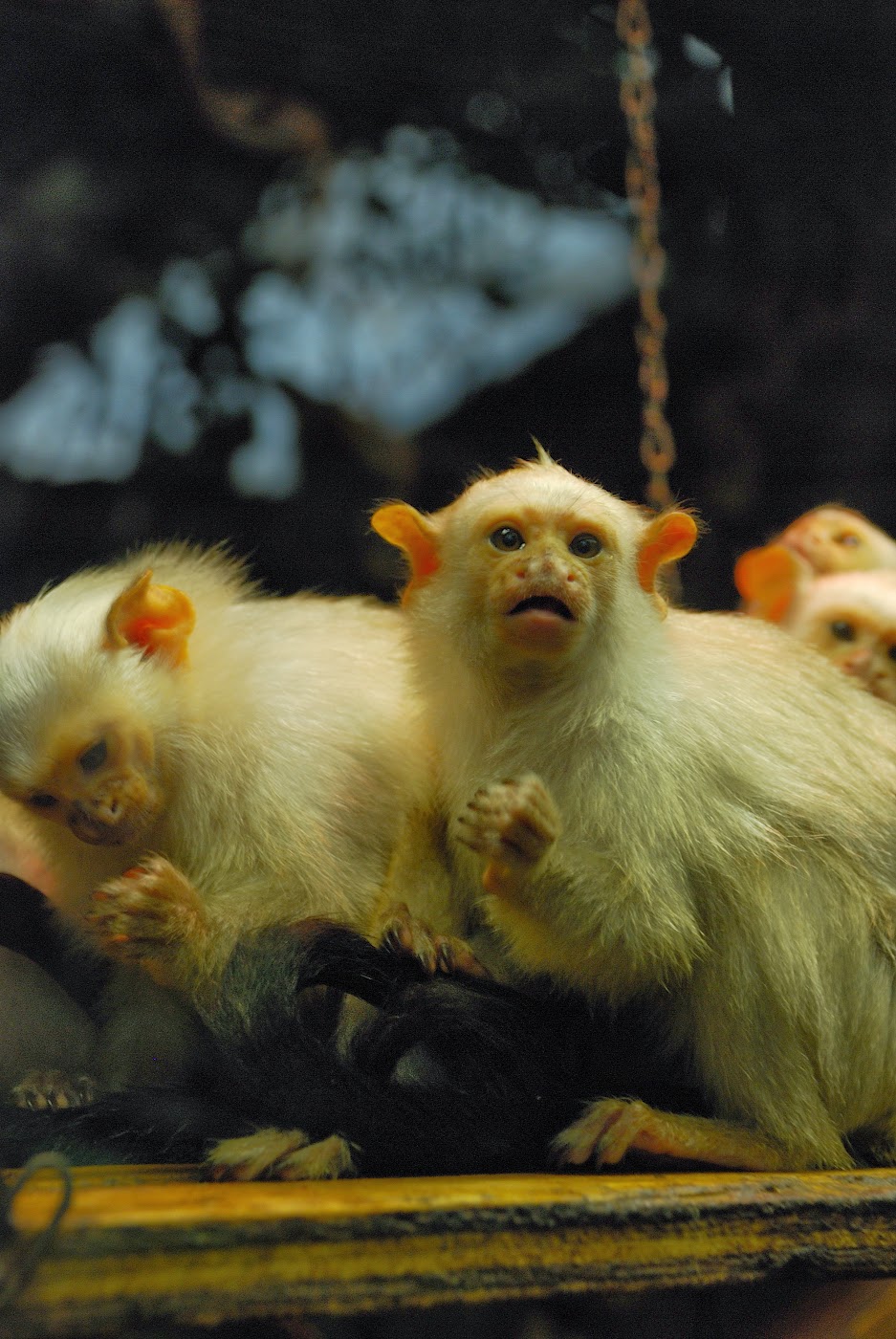 Paradise Zoo News How much does it cost to run a zoo?