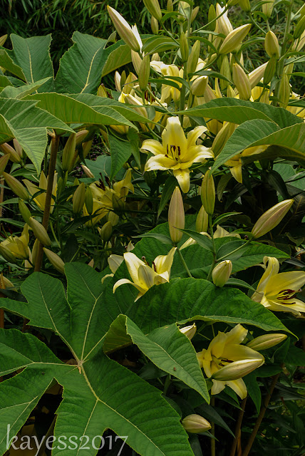 Throwback Thursday-Linda Cochrans' Garden