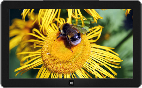 http://windows.microsoft.com/en-us/windows/community-showcase-insects-2-download-theme