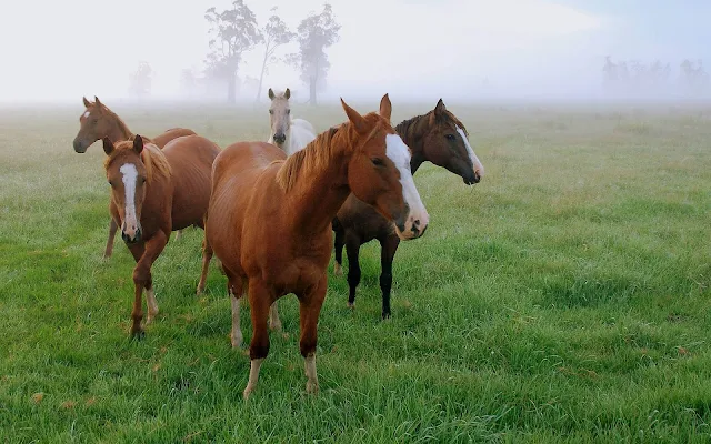 Bruine paarden in een weiland met veel gras