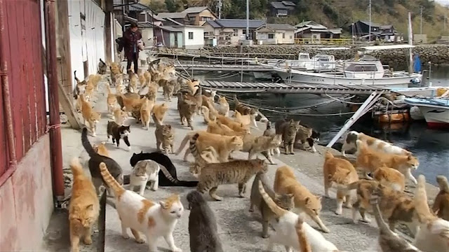 11 place in the world under the domination of animals