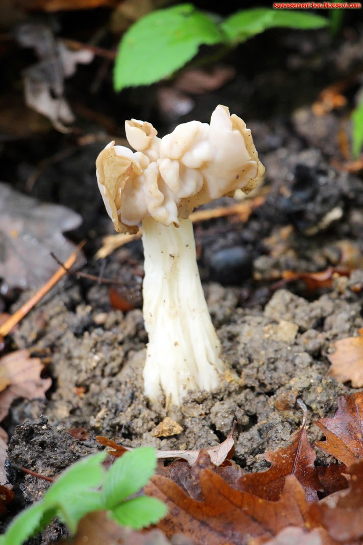Sauvagement-Bon: Fausse morille pour vrai repas