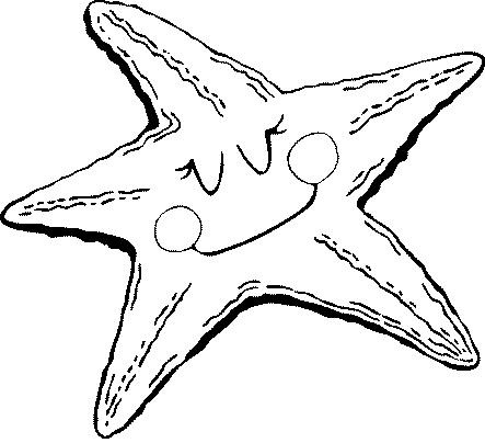 Estrella de Mar: Dibujos para colorear