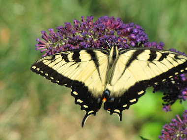 Yellow Tiger Swallowtail on Butterfly Bush