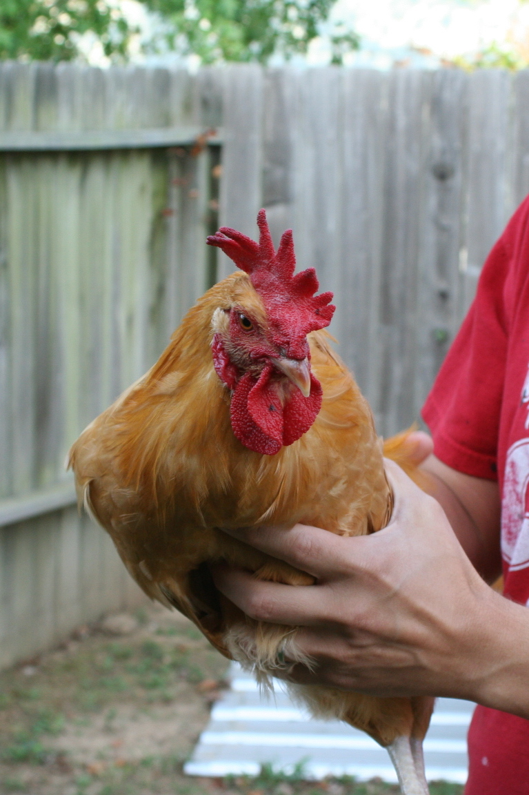 Brooding On: Chicken Butchering Day!