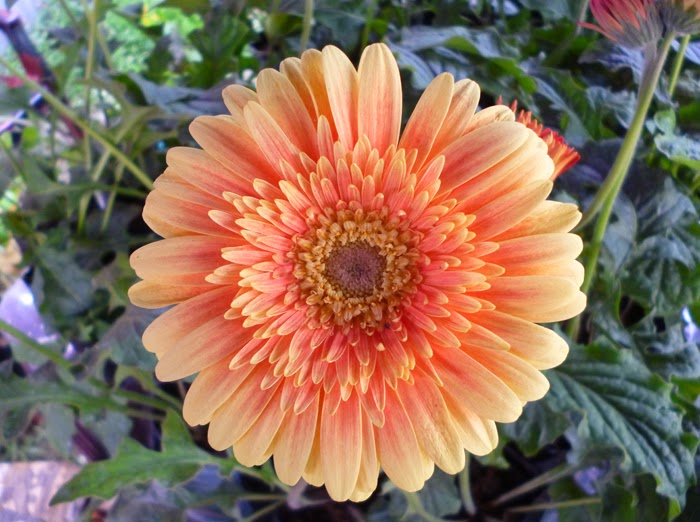 Gerbera jamesonii new hybrid Gerbera jamesonii new hybrid