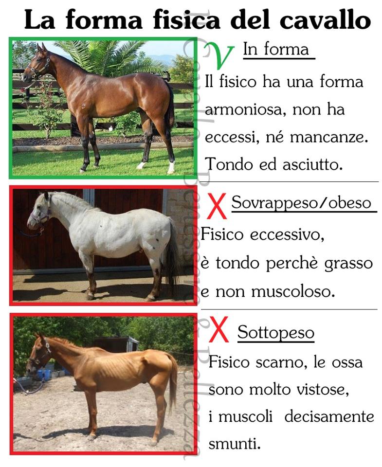 Riconoscere la buona forma fisica del cavallo Riconoscere la buona forma fisica del cavallo