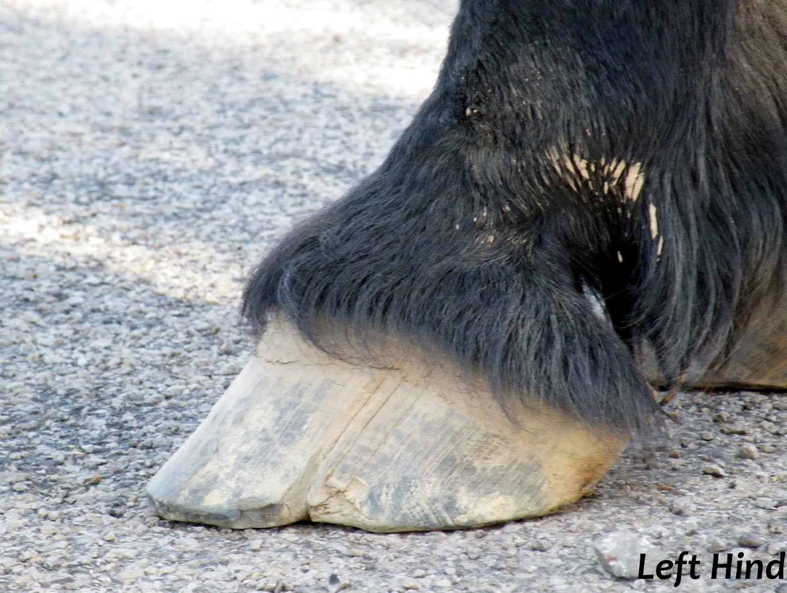 Equestrian Journey Faran's Hooves After Trimming