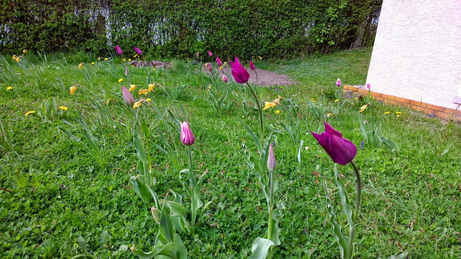 lila Tulpen in der Blumenwiese (c) by Joachim Wenk lila Tulpen in der Blumenwiese (c) by Joachim Wenk
