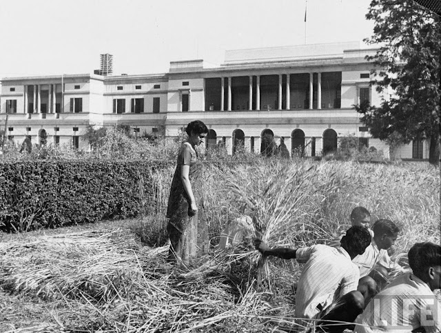 Indira+Gandhi+Watches+Wheat+Harvest+in+Rear+Garden+of+Prime+Minister's+residence+-+April+1952