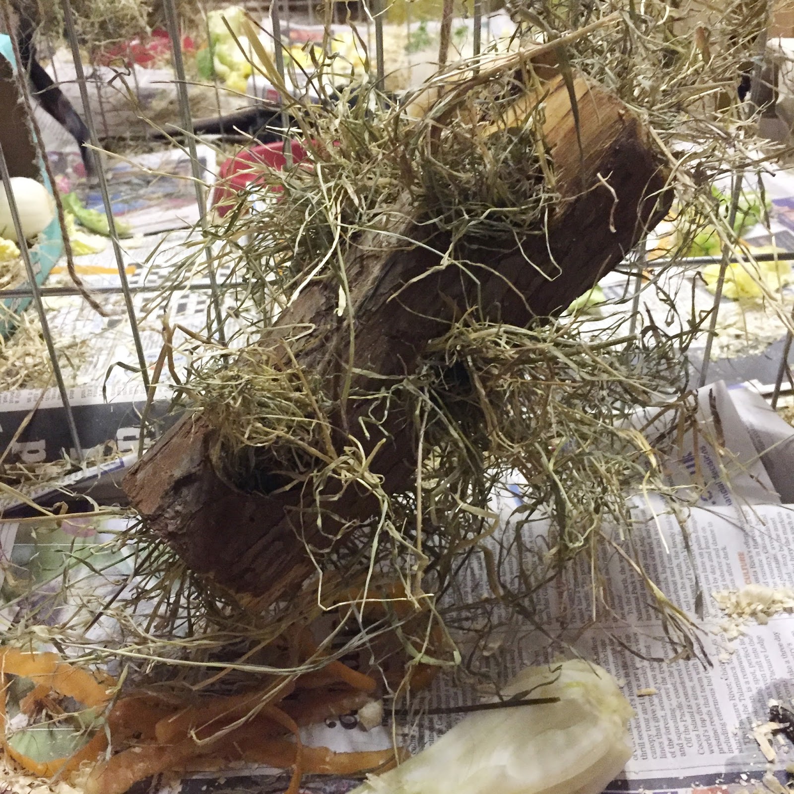 Brax The Guinea Pig Hay rack Alternatives. DIY & Affordable.