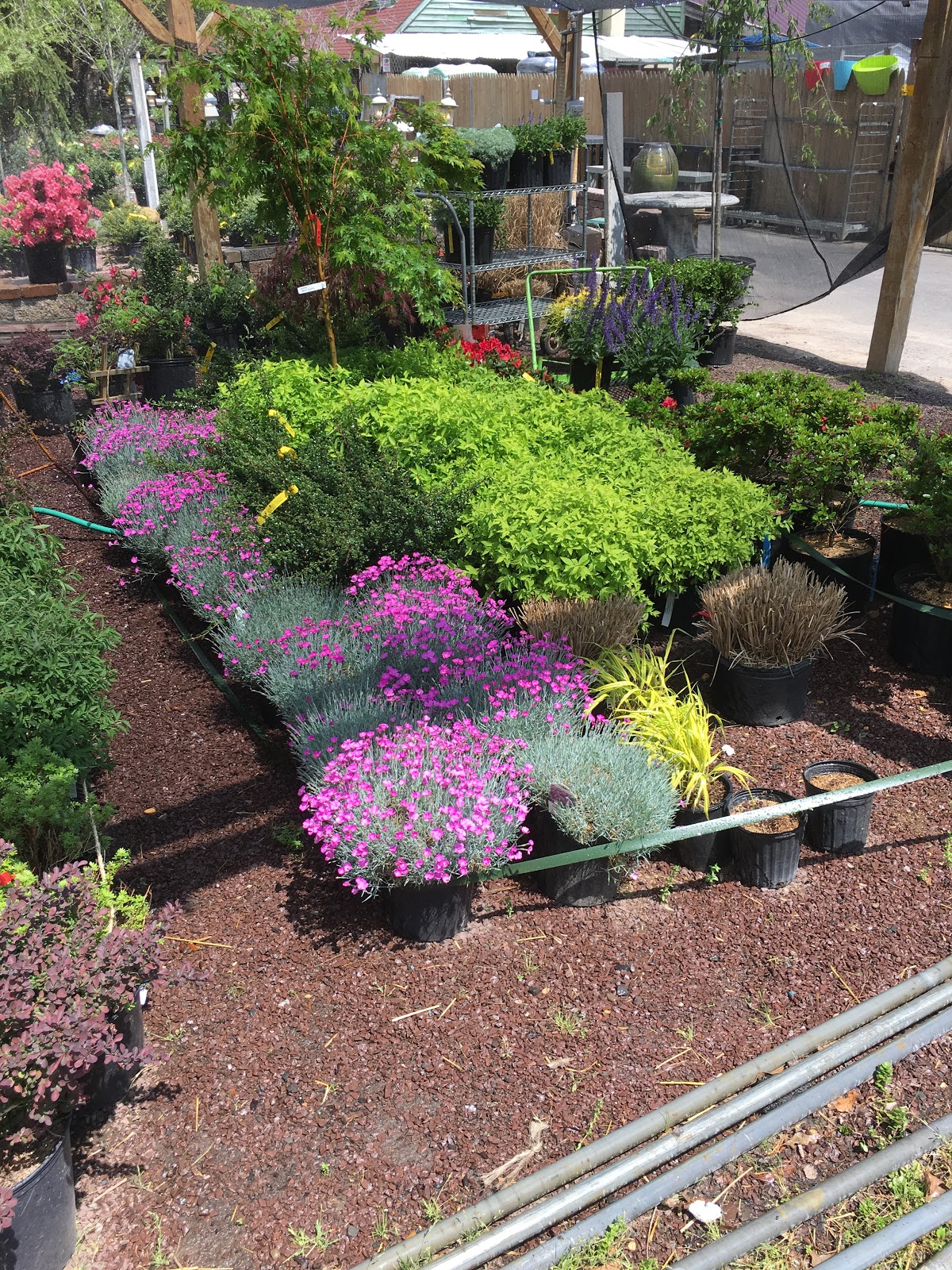 A Guide To Northeastern Gardening 18 Summer Blooming Shrubs For