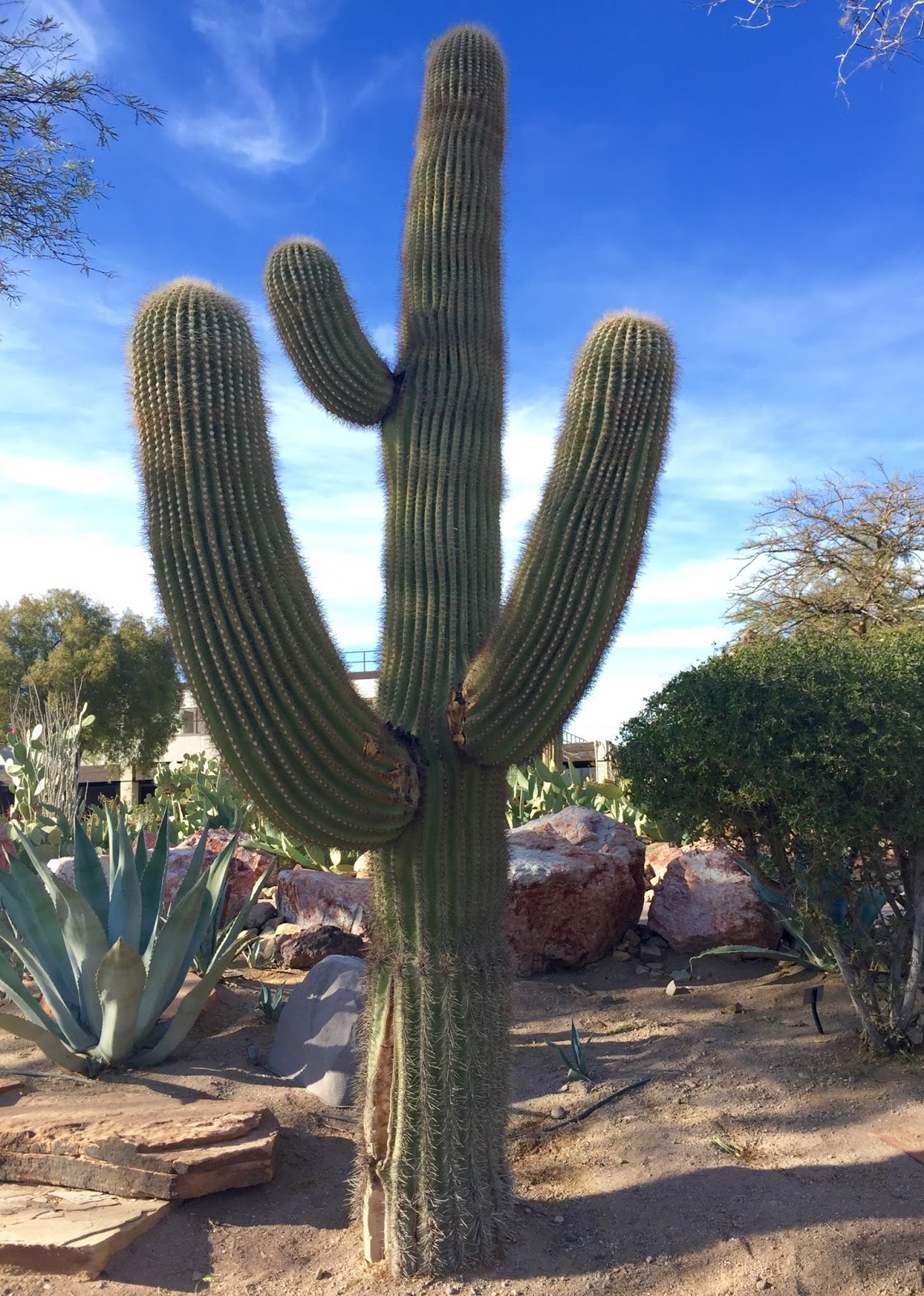 Red House Garden The Ethel M. Chocolate Factory's Botanical Cactus Garden