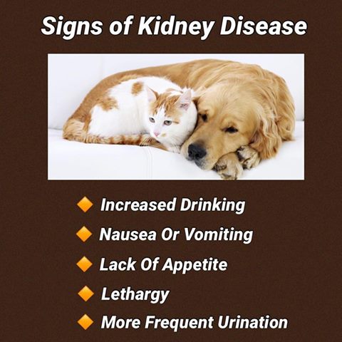 kidney disease cats dogs signs