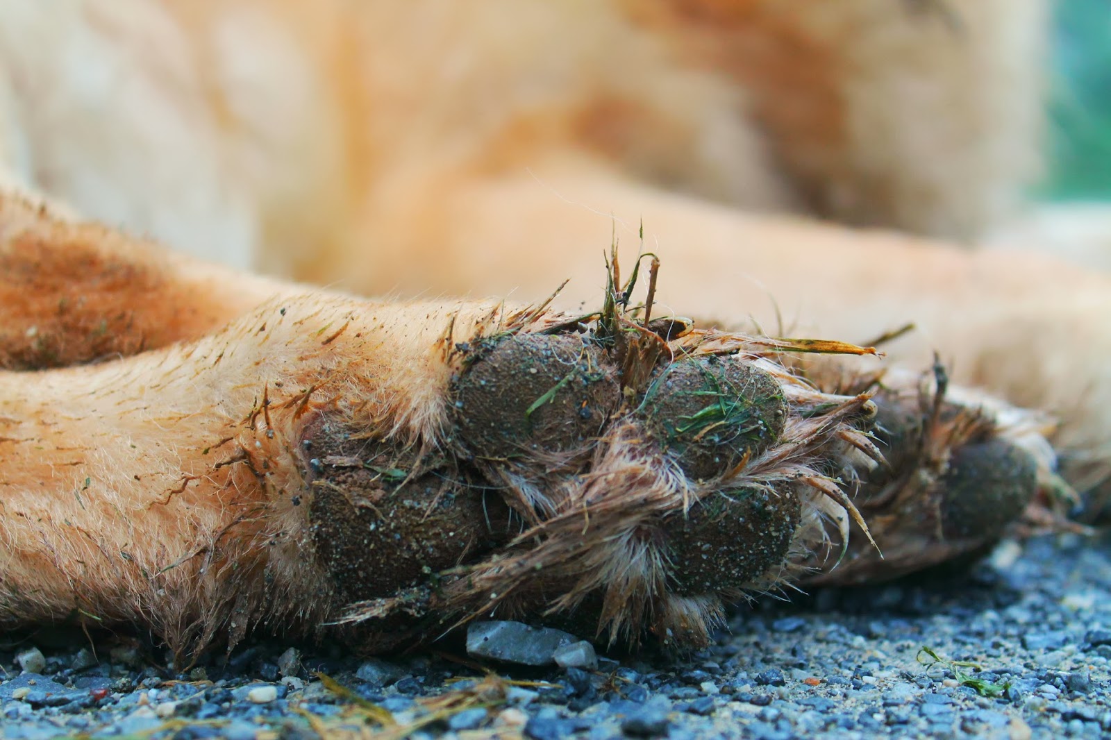 Life at Golden Pines: Muddy Paws