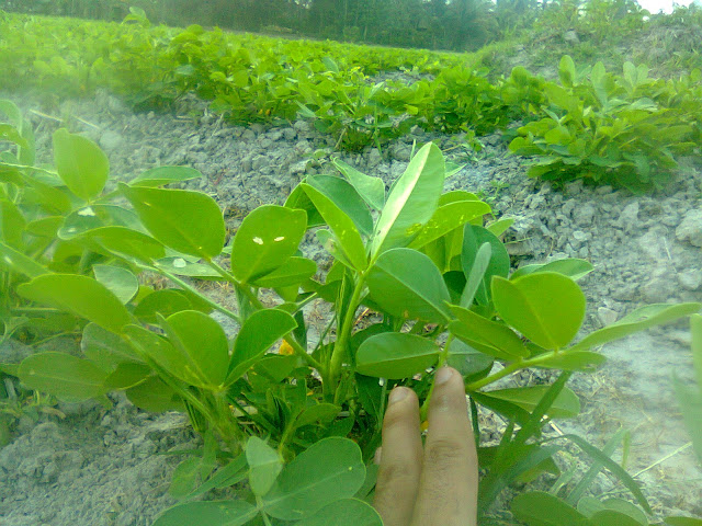 Perkebunan Kacang Tanah Organik Perkebunan Kacang Tanah Organik