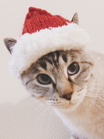 手編みのサンタ帽をかぶせられたシャムトラ猫