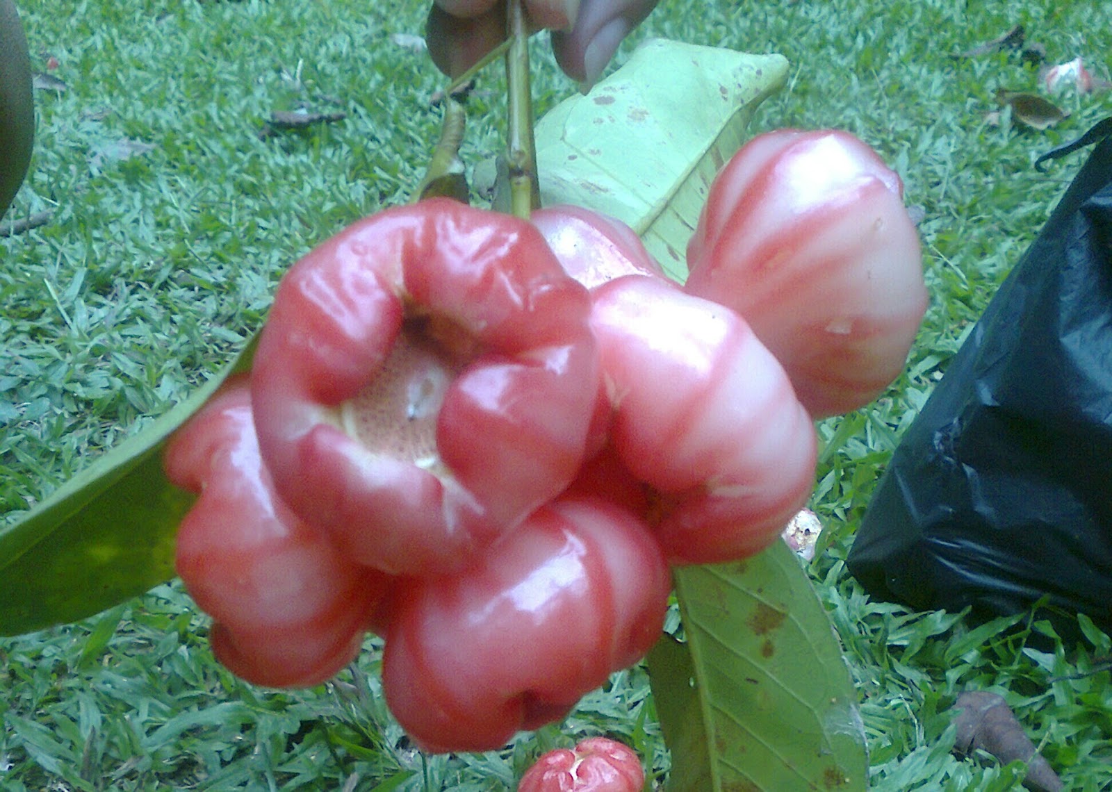 TIPS TO IMPROVE HEALTHY LIFE Benefits of Water Apple / Rose Apple for