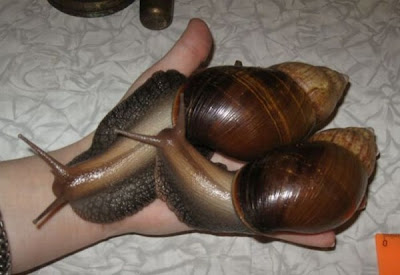 Giant Snails, Photos of Snails, Snail Photos