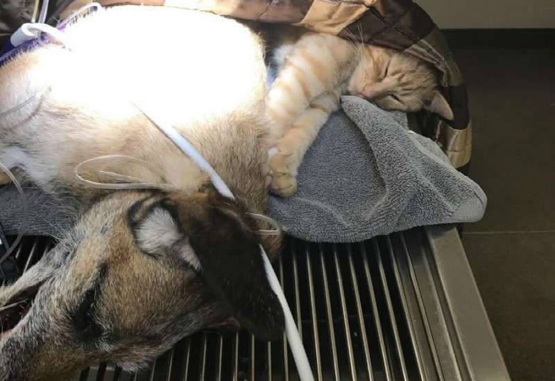 Γάτος γίνεται νοσοκόμος και ηρεμεί τα φοβισμένα... σκυλάκια και γατάκια!!!