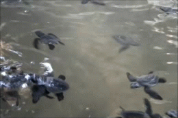 15. Turtles are Playing in Water