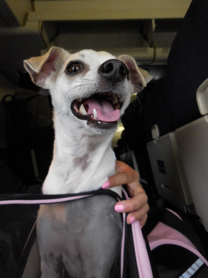 Dog In-Cabin on United Airlines International Flight Review