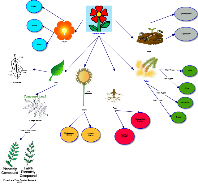IT365 G002 Summer Sarah Kellar: Parts of a Plant Concept Map