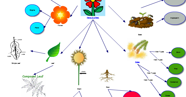 IT365 G002 Summer Sarah Kellar: Parts of a Plant Concept Map