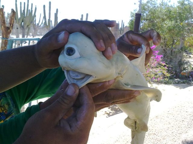 Cyclops Shark (Hiu Mata Satu)