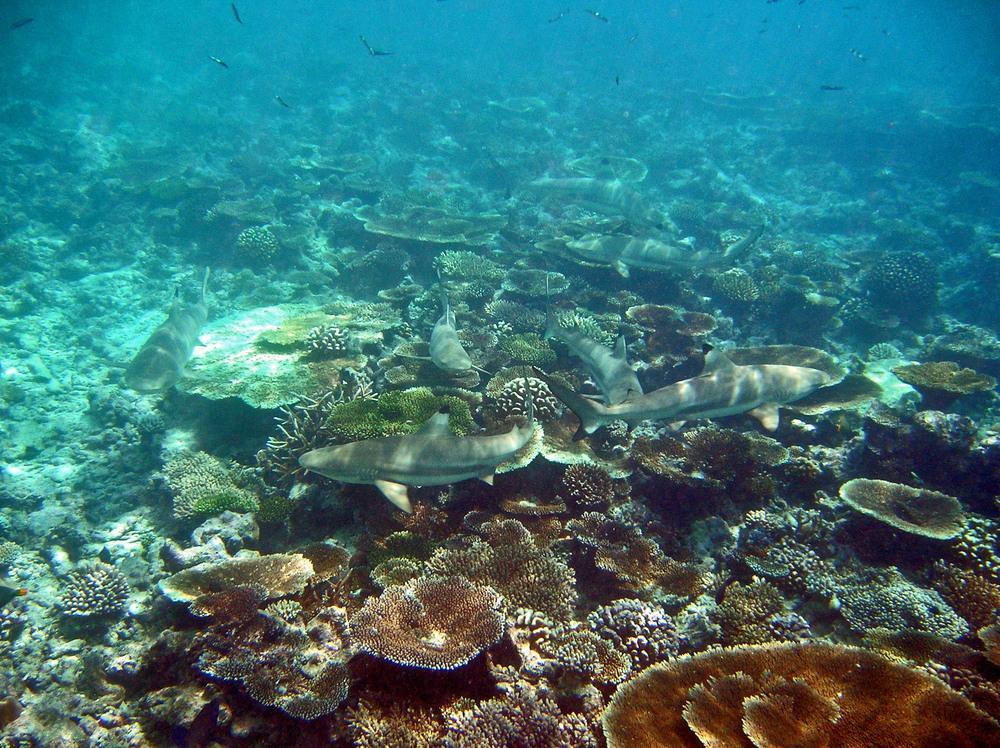 барьерный риф тихого океана. хозяйственная деятельность атлантического океана. индийский океан географическое положение на карте. атлантический океан коралловый риф. рифы в океане.