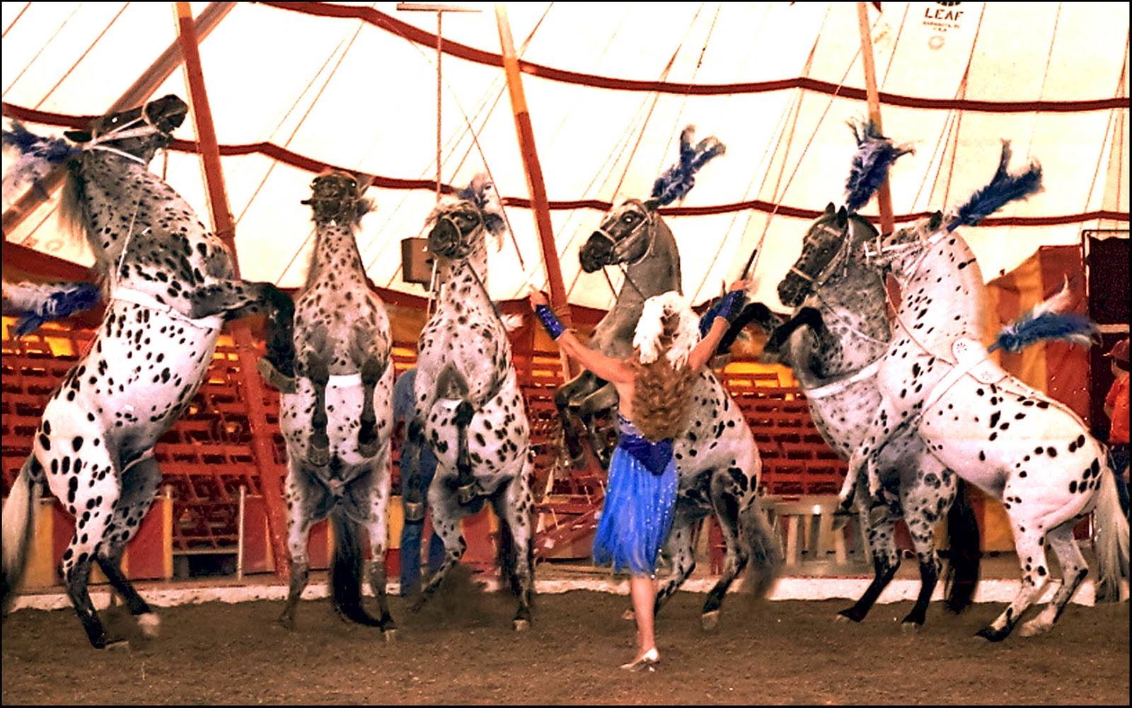 Buckles Blog LIBERTY HORSES 8