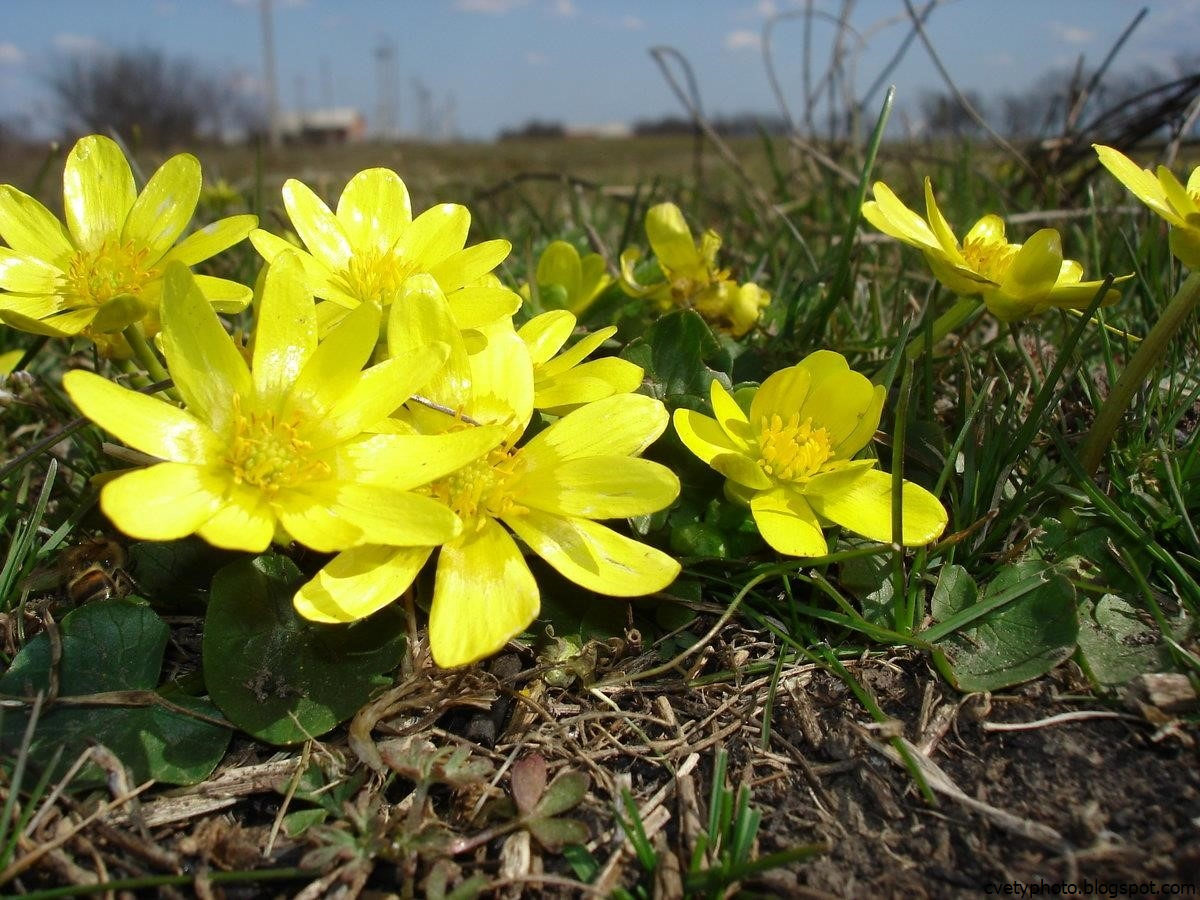 Желтые ранние цветы весной как называется. Медуница, калужница Болотная.. Первоцвет калужница. Первоцвет весенний. Весенние желтые первоцветы.