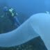 Vídeo da Semana: Pirossomo - O 'monstro dos oceanos'