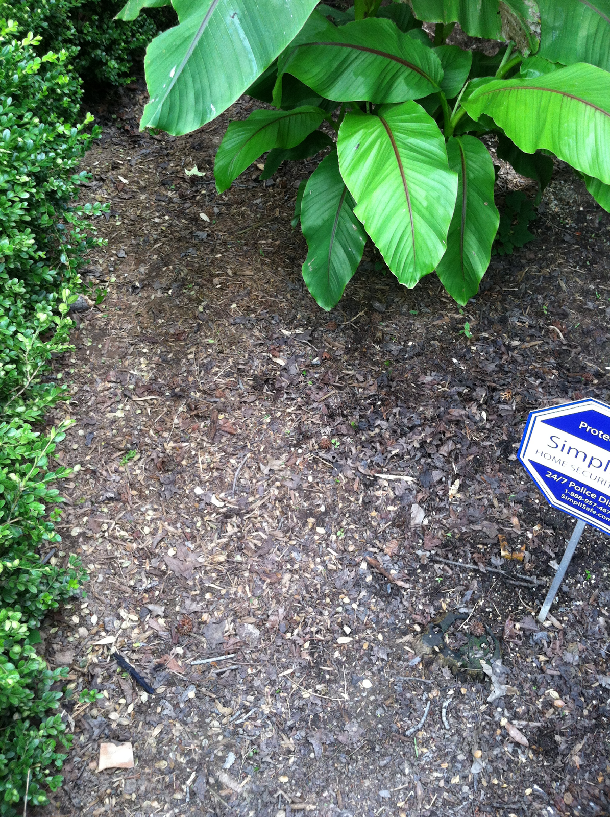 HOME FOOD GARDEN Midnight Black Mulch Around the Banana Tree