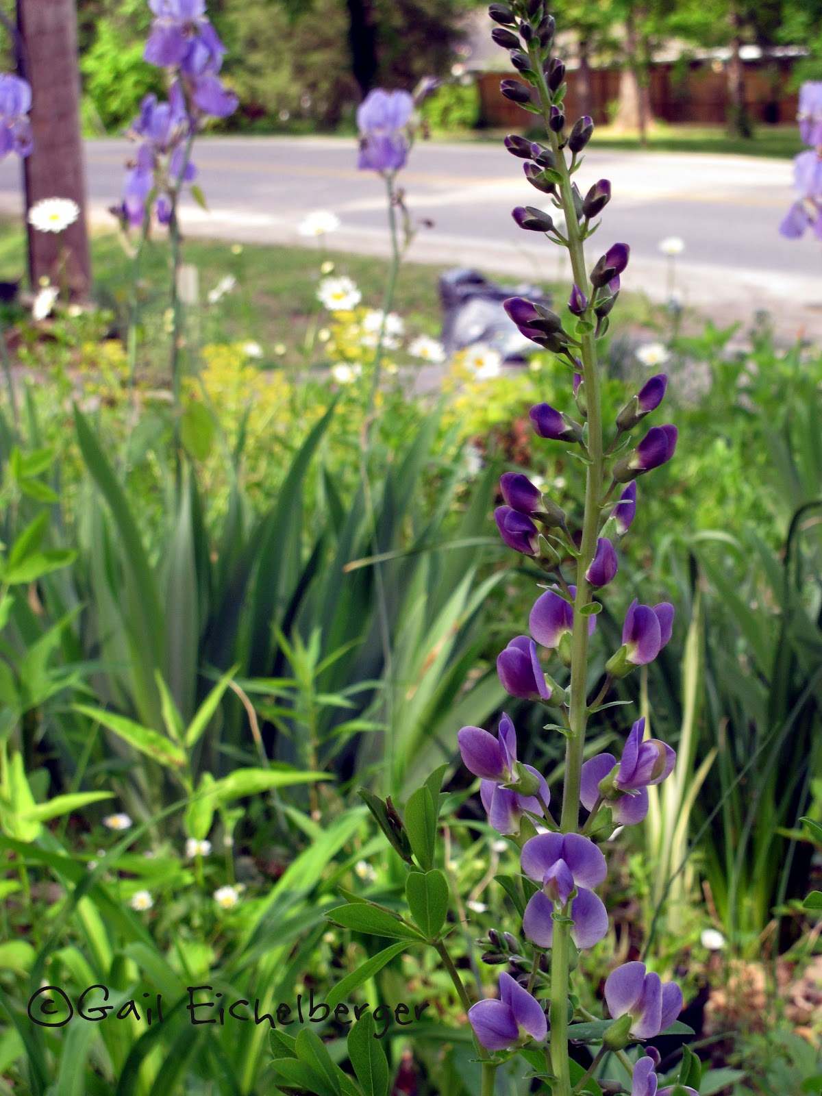 Rotary Botanical Gardens Hort Blog Nifty Ninebarks