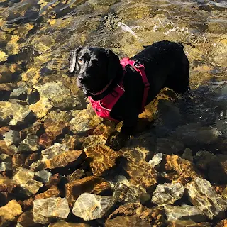 black springador with pink harness on in river with brown stones under water