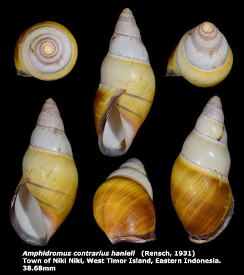 Amphidromus contrarius hanieli 38.68mm
