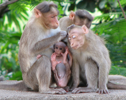 детеныш гориллы. новорожденный шимпанзе. новорожденный горилла. как рождаются обезьяны. роды шимпанзе в дикой природе.