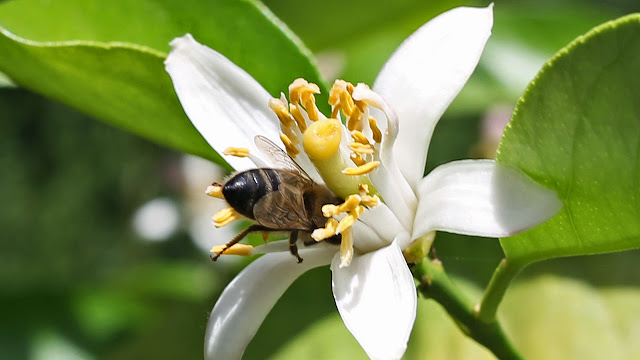 Abeja libando