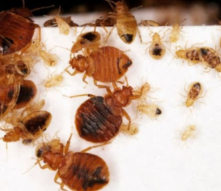How To Get Rid Of Bed Bugs Fast Toronto How To Get Rid Of Bed Bugs Fast Toronto